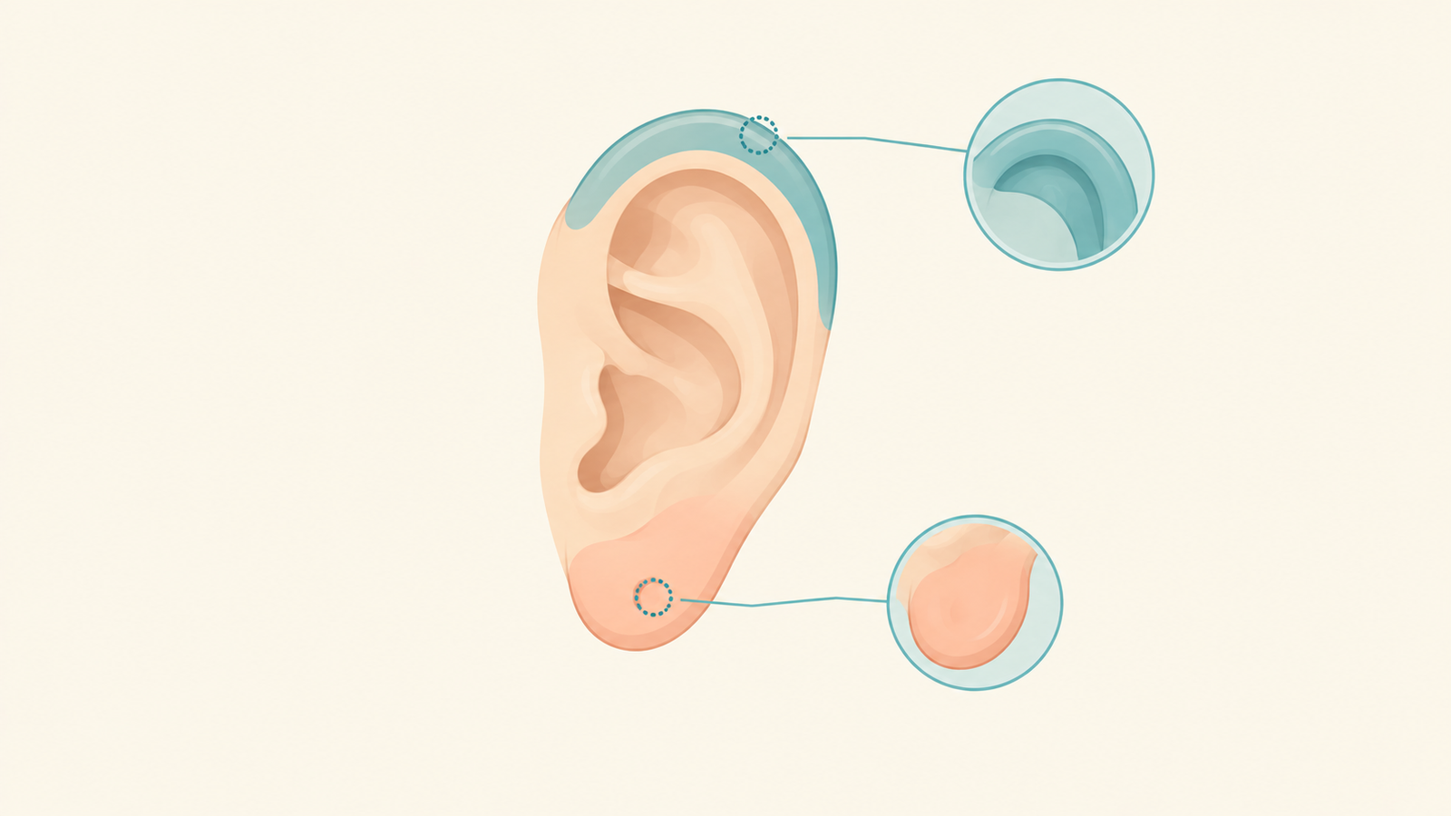 Ear illustration showing the soft earlobe and the harder upper cartilage where piercings heal differently