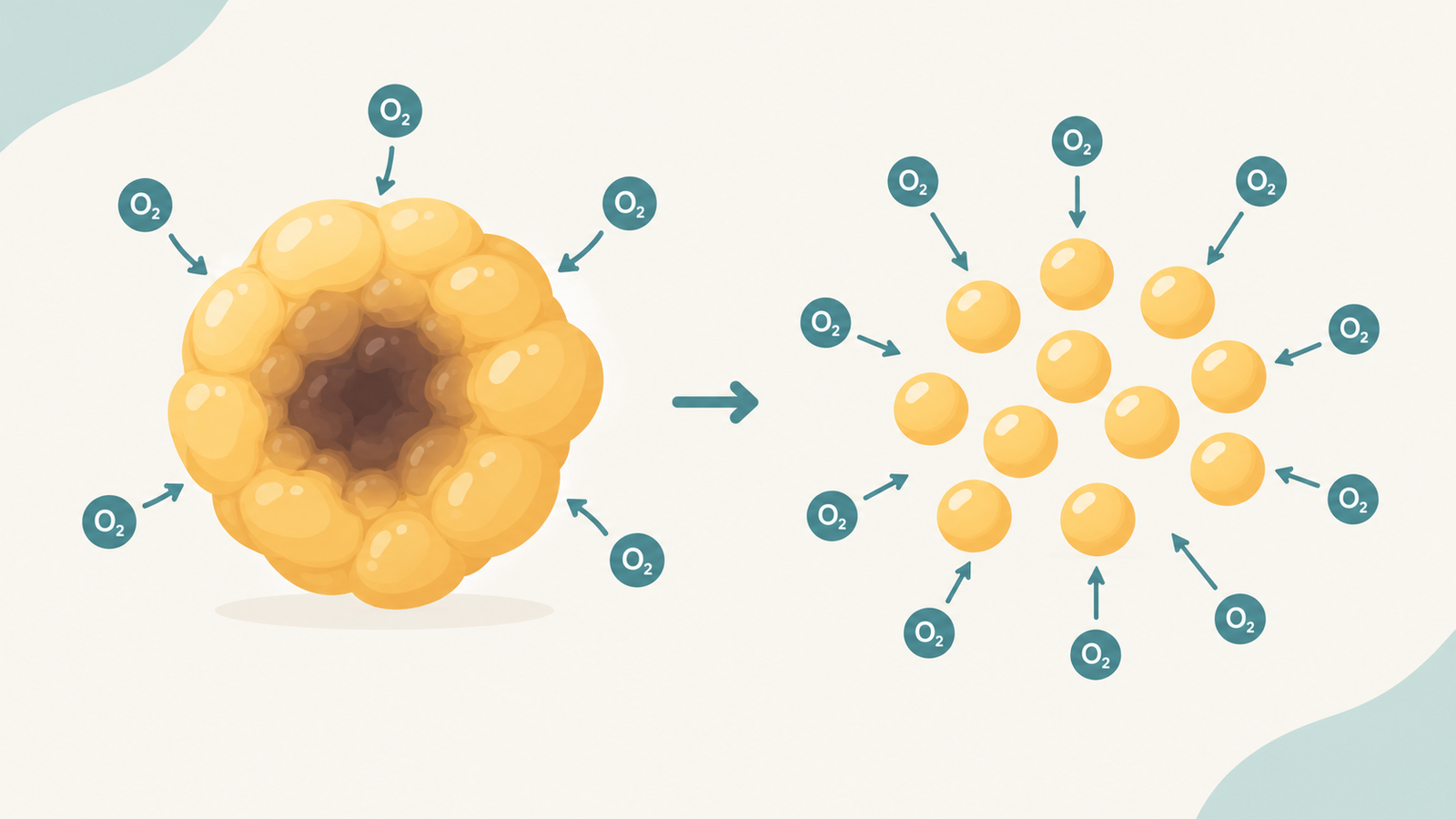 Illustration showing why small fat droplets survive better than large clumps during fat grafting